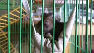 Утро дегу в гамаке и с листиком шавеля