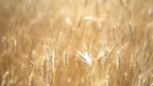 Видео песня Покажи мне моё сердце