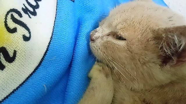 Последние видео его живым. Умер, Прости что не смогла тебе помочь смотреть онлайн