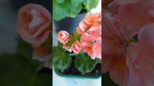 Сортовая пеларгония Ёлка Бабье лето  и Jagershus Augustokarlik цветут с черенка.