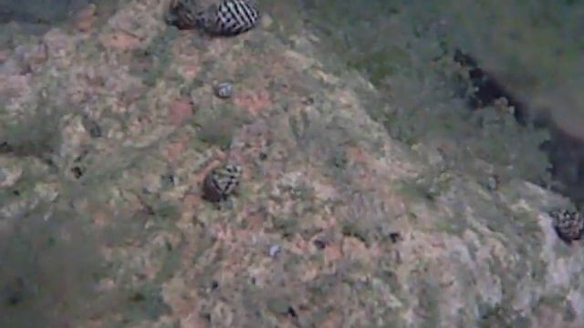 theodoxus velox смотреть онлайн