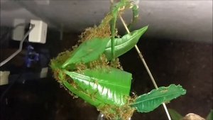 Oecophylla smaragdina (grün) - Nestbau