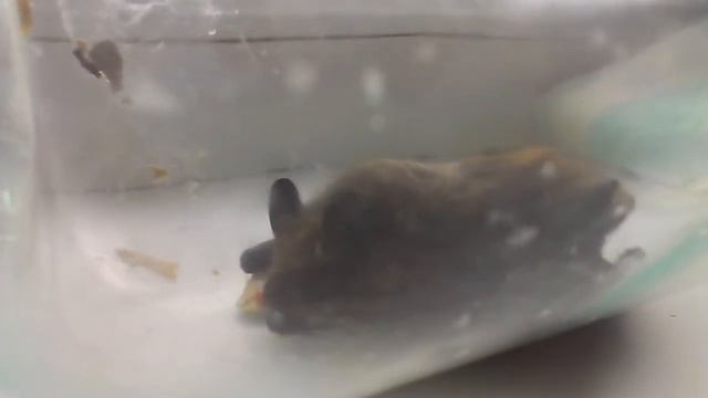 Бетмэн кушает =) смотреть онлайн