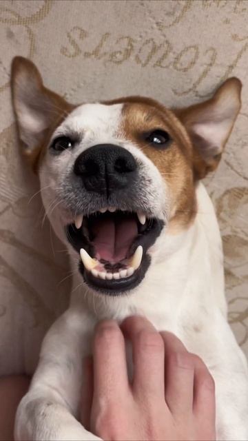 Кстати, Мартин и правда очень боится щекотки.. А ваши Питомцы боятся щикотки?😄 смотреть онлайн