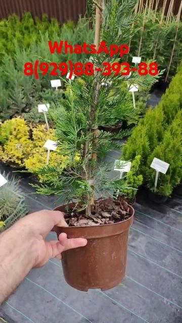 Купрессоципарис Лейланда. #дача #дагестан #огород #дербент #цветы #махачкала #юмор #garden #сад#лет смотреть онлайн