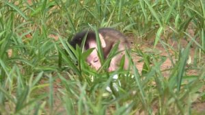 Asking for help now - Cute baby Suri calling someone to serve her