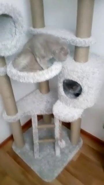 Наро Фоминская дружная котосемья осваивает свою когтеточку!