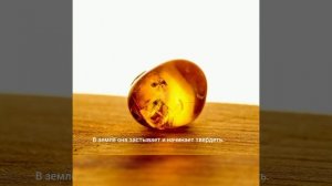 Как появляется янтарь.