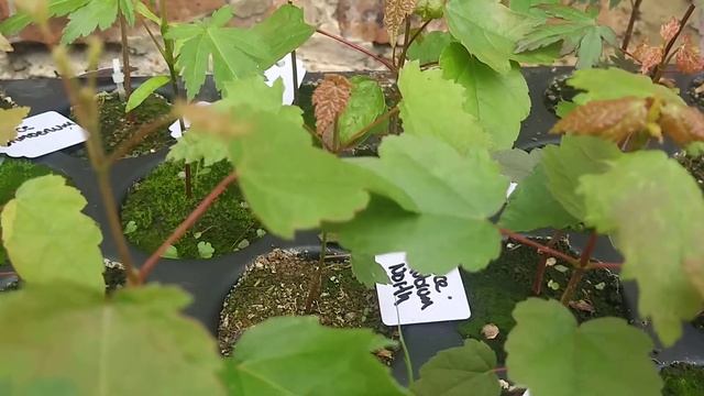 23/06/2019 Actualicaion 2 Arces Palmatum - Atropurpureum -Amoenum - Rubrum - Matsumarae смотреть онлайн