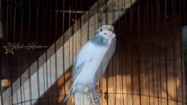 kenari gacor isian blackthroat dan sanger 94 смотреть онлайн