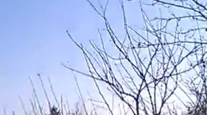 Голуби Харькова هدية أحمد آدم إلى مصر من مدينة خاركوف أوكرانيا مع الاحترام