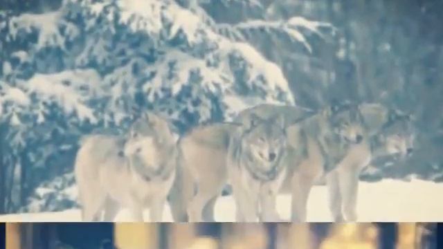 волки смотреть онлайн