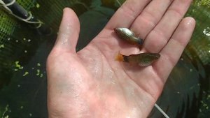Подмена воды в бассейне, лето, на улице. Аквариумные рыбки