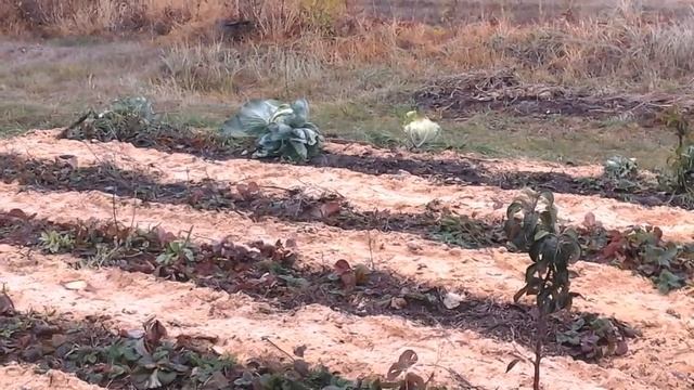 (5)Чеснок и лук в блочно-модульном огороде.Дополнение. смотреть онлайн