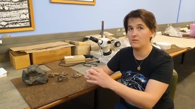 Biarmosuchian Ontogeny Explained | A 7DoS Special Feature смотреть онлайн