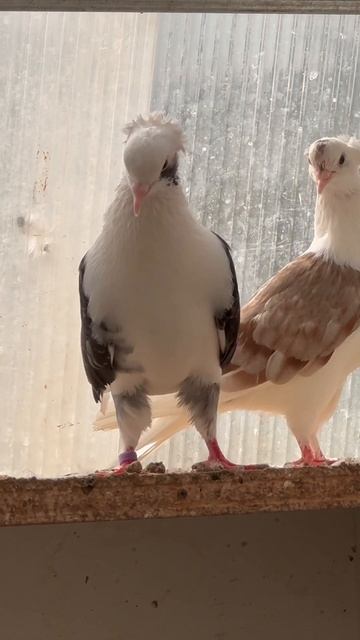 #голуби #голубь смотреть онлайн