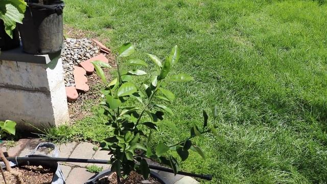 Citrus Tree UNBOXING смотреть онлайн