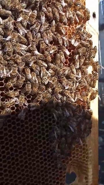 Перезимовали вместе с трутнем и наверное молодой маткой. смотреть онлайн