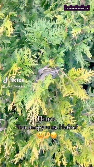 Смотрите! Змеи висят на деревьях: белорусский город атаковали ужи смотреть онлайн