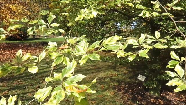 Fagus sylvatica Albovariegata buk lesní