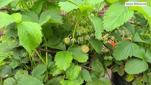 Наши безпризорники ЗЕМЛЯНИКА И КЛУБНИКА 🍓