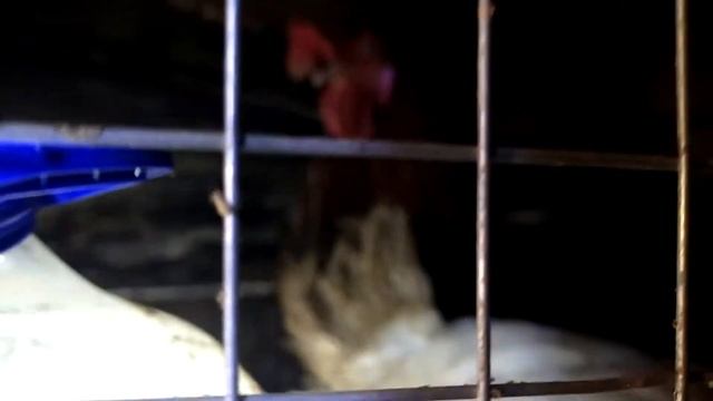 Привез петуха смотреть онлайн