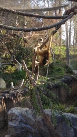 Howler Monkeys at the Los Angeles Zoo