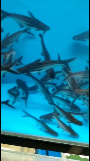 Delhi Fish Aquarium Market / Anil Aquarium - Stock 40 Call Anil - 9210090877 Wholesale Price #short смотреть онлайн