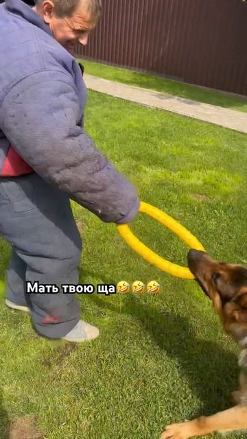 Защитил нападения не допустил  Лорд kinolog.andrei