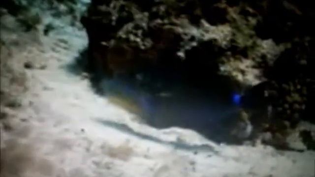 Queen trigger fish смотреть онлайн