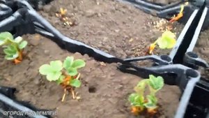 КЛУБНИКА ФРИГО-обзор после посадки.