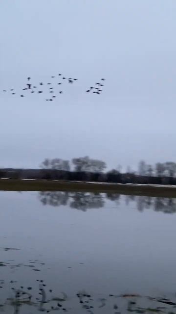 Гуси. Охота с подсадной и прошла такая стая гусей. смотреть онлайн