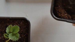 29.02.24 📦 клубника сорт: гигант джорнея