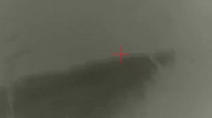 охота с лешим 2.0 на Кубани. Фазан. бегающий фазан.