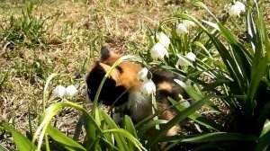 Маленький куки впервые на улице