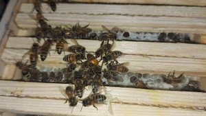 Пчелы встречают матку после осеменения