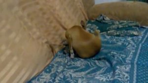 собака ляля