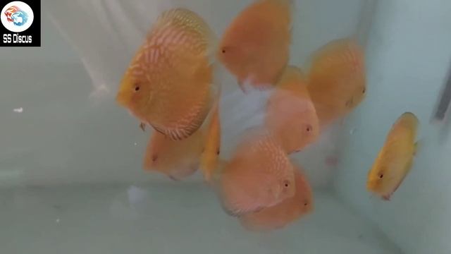 SS Discus  Amazing and top class Yellow checkerboard discus fish
