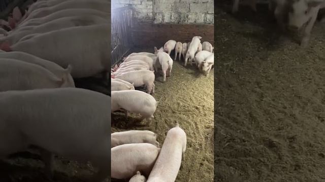 Поросятам 55 суток | Продажа | свинокомплекс Макуринский | Свиньи | Племенные поросята | Дюрок | Ф1