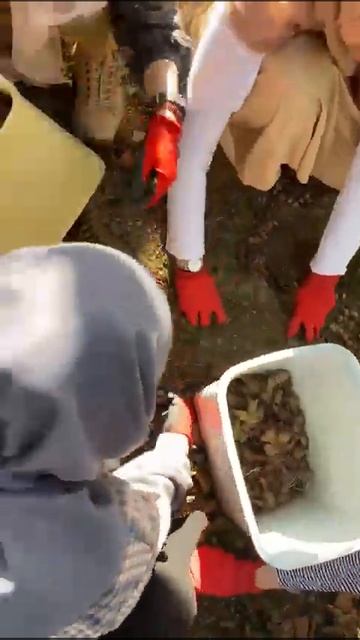 panen kacang huzelnut di turkey смотреть онлайн