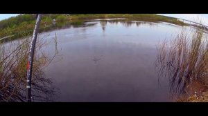 Ловля сырти на р. Луга весной 2024 г.