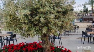 Armas gul beach hotel. Апрель 2024. Территория и море вечером