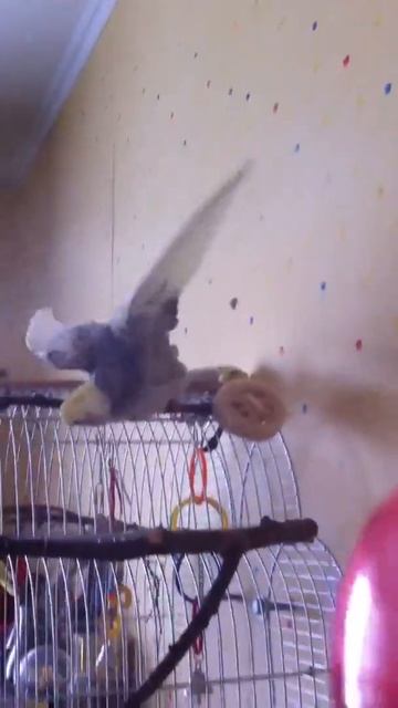 Корелла купается смотреть онлайн