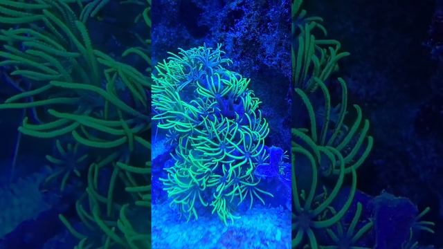 Червь жрёт силикон в морском аквариуме или новая фобия аквариумистов :) смотреть онлайн