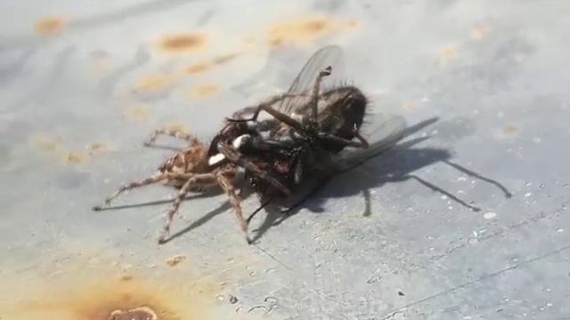 Ragno che cattura una mosca🕷🪰 смотреть онлайн