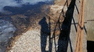 8.03.2025.Усадьба Парк Кино Ляхово. Парк Кошек. Домодедово.Ляховское озеро(нижнее). Набережная им. Г