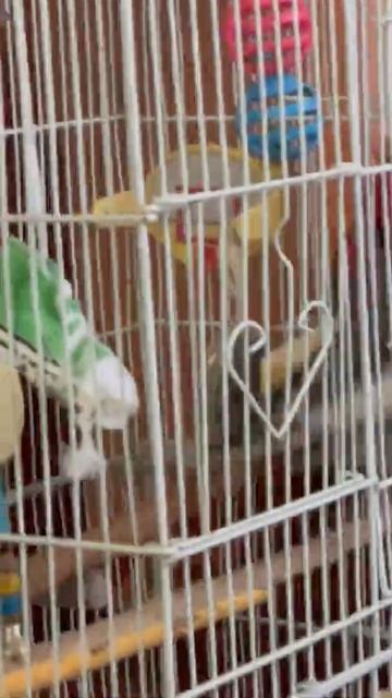 Oh The cinnamon Oh The Ant eater￼￼ смотреть онлайн