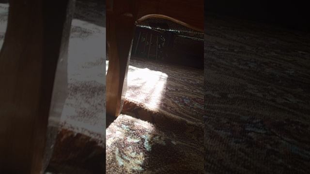 Шпионю за Роной