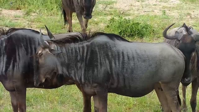 Djuma: Impalas, Wildebeests and Nyala - 16:40 - 02/09/2020 смотреть онлайн