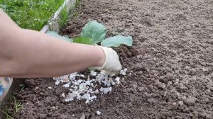 50. Высаживаем КАПУСТУ на грядки. Что надо положить в лунку.